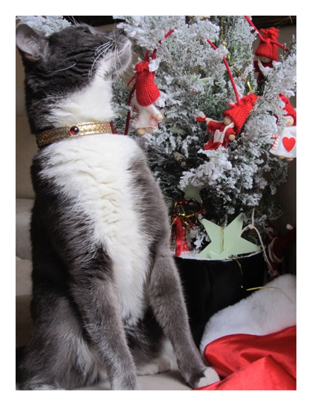 Collier et laisse de chien PETS & STONES en python laminé or et cuir bleu végétal